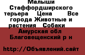 Малыши Стаффордширского терьера  › Цена ­ 1 - Все города Животные и растения » Собаки   . Амурская обл.,Благовещенский р-н